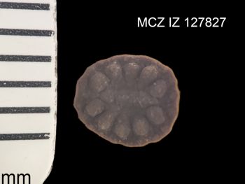 Media type: image;   Invertebrate Zoology 127827 Description: Preserved specimen.;